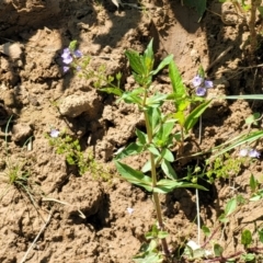 Veronica anagallis-aquatica at Macgregor, ACT - 2 Jan 2023