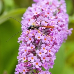 Ichneumonidae (family) (Unidentified ichneumon wasp) at Penrose, NSW - 31 Dec 2022 by Aussiegall