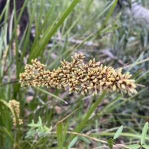 Lomandra longifolia at Cotter River, ACT - 2 Jan 2023