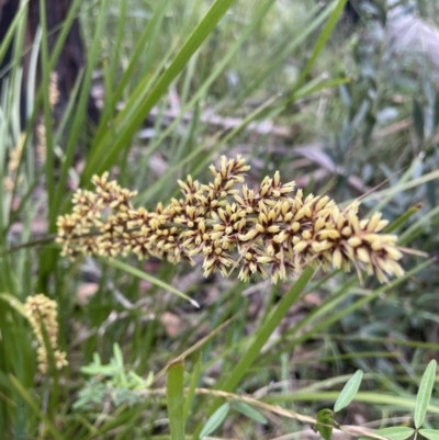 Lomandra longifolia (Spiny-headed Mat-rush, Honey Reed) at Cotter River, ACT - 2 Jan 2023 by CathyKatie