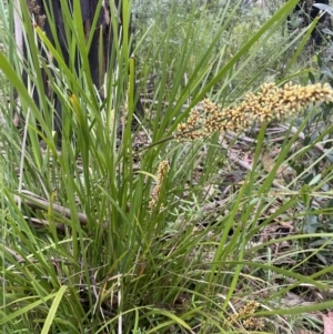 Lomandra longifolia at Cotter River, ACT - 2 Jan 2023