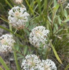 Pimelea treyvaudii (Grey Riceflower) at Cotter River, ACT - 2 Jan 2023 by CathyKatie