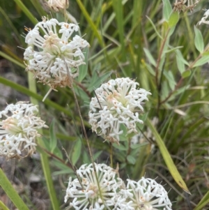 Pimelea treyvaudii at Cotter River, ACT - 2 Jan 2023