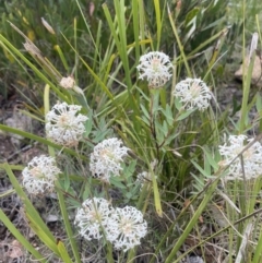 Pimelea treyvaudii at Cotter River, ACT - 2 Jan 2023