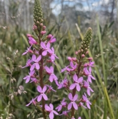 Stylidium armeria subsp. armeria (thrift trigger plant) at Cotter River, ACT - 2 Jan 2023 by CathyKatie