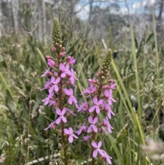 Stylidium armeria subsp. armeria at Cotter River, ACT - 2 Jan 2023