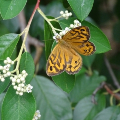 Heteronympha merope (Common Brown Butterfly) at Isaacs, ACT - 1 Jan 2023 by Mike