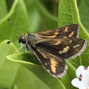 Taractrocera papyria at Dunlop, ACT - 30 Dec 2022