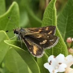 Taractrocera papyria at Dunlop, ACT - 30 Dec 2022