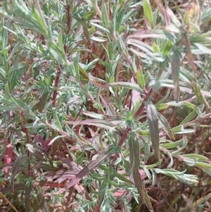 Epilobium billardiereanum at Symonston, ACT - 30 Dec 2022