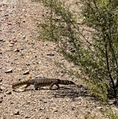 Varanus rosenbergi (Heath or Rosenberg's Monitor) at Cotter River, ACT - 2 Jan 2023 by RangerRiley