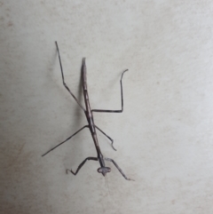 Mantodea (order) (Unidentified praying mantis) at Ngunnawal, ACT - 2 Jan 2023 by Kelly123456