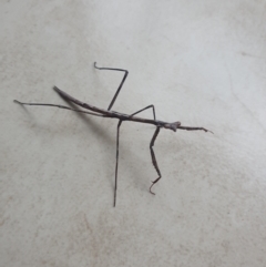 Mantodea (order) at Ngunnawal, ACT - 2 Jan 2023