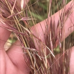 Austrostipa sp. (A Corkscrew Grass) at Harrison, ACT - 14 Dec 2022 by Tapirlord