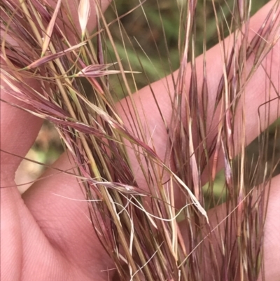 Austrostipa sp. (A Corkscrew Grass) at Budjan Galindji (Franklin Grassland) Reserve - 14 Dec 2022 by Tapirlord