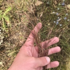 Austrostipa sp. at Harrison, ACT - 14 Dec 2022