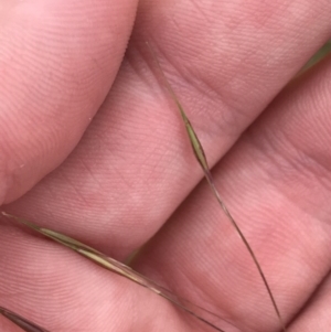 Austrostipa sp. at Harrison, ACT - 14 Dec 2022