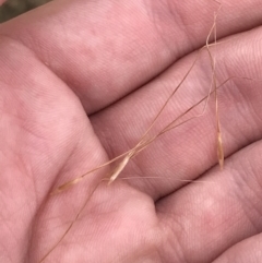 Austrostipa sp. at Harrison, ACT - 14 Dec 2022