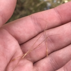 Austrostipa sp. at Harrison, ACT - 14 Dec 2022 11:06 AM