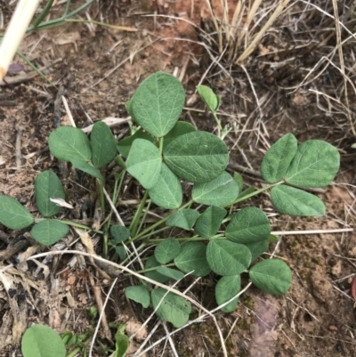 Glycine tabacina (Variable Glycine) at Budjan Galindji (Franklin Grassland) Reserve - 14 Dec 2022 by Tapirlord