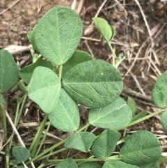 Glycine tabacina at Harrison, ACT - 14 Dec 2022 11:04 AM