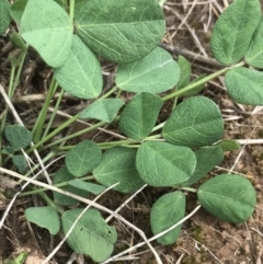 Glycine tabacina at Harrison, ACT - 14 Dec 2022 11:04 AM