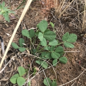 Glycine tabacina at Harrison, ACT - 14 Dec 2022 11:04 AM