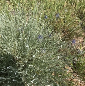 Calocephalus citreus at Harrison, ACT - 14 Dec 2022