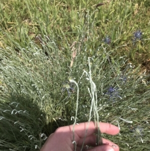 Calocephalus citreus at Harrison, ACT - 14 Dec 2022