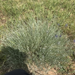 Calocephalus citreus at Harrison, ACT - 14 Dec 2022