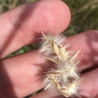 Rytidosperma auriculatum (Lobed Wallaby Grass) at Harrison, ACT - 13 Dec 2022 by Tapirlord