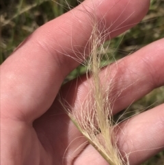 Dichelachne crinita (Long-hair Plume Grass) at Harrison, ACT - 13 Dec 2022 by Tapirlord