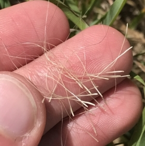 Dichelachne crinita at Harrison, ACT - 14 Dec 2022