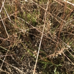 Lepidium ginninderrense (Ginninderra Peppercress) at Franklin, ACT - 13 Dec 2022 by Tapirlord