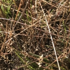 Lepidium ginninderrense at Franklin, ACT - suppressed