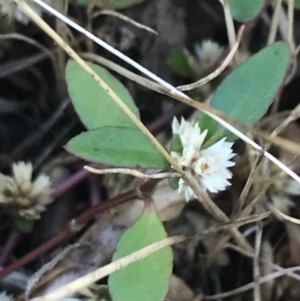 Alternanthera sp. A Flora of NSW (M. Gray 5187) J. Palmer at Franklin, ACT - 14 Dec 2022