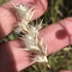 Rytidosperma auriculatum at Franklin, ACT - 14 Dec 2022 10:21 AM