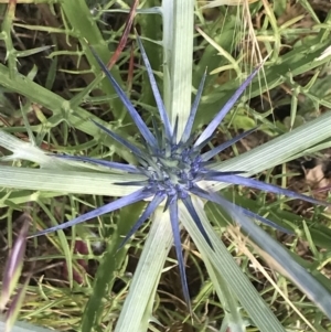 Eryngium ovinum at Franklin, ACT - 14 Dec 2022