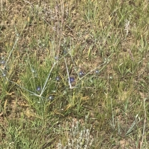 Eryngium ovinum at Franklin, ACT - 14 Dec 2022