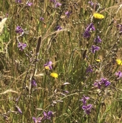 Arthropodium fimbriatum (Nodding Chocolate Lily) at Budjan Galindji (Franklin Grassland) Reserve - 13 Dec 2022 by Tapirlord