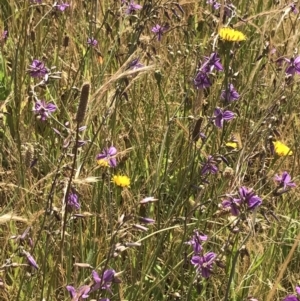 Arthropodium fimbriatum at Franklin, ACT - 14 Dec 2022 10:19 AM