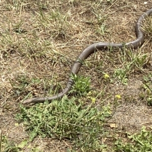 Pseudonaja textilis at Numeralla, NSW - suppressed