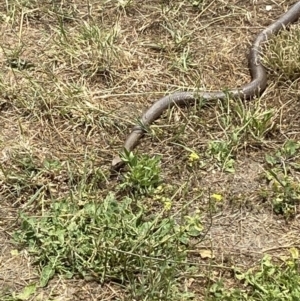 Pseudonaja textilis at Numeralla, NSW - suppressed