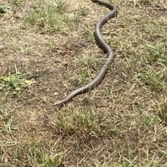 Pseudonaja textilis at Numeralla, NSW - suppressed