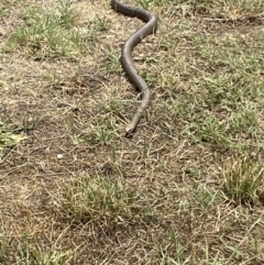 Pseudonaja textilis at Numeralla, NSW - suppressed