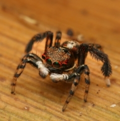 Maratus watagansi (Rainforest Peacock Spider) at ANBG - 2 Jan 2023 by amiessmacro