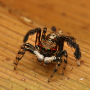 Maratus watagansi at ANBG - 2 Jan 2023 11:36 AM