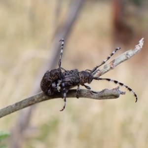 Ancita australis at Molonglo Valley, ACT - 31 Dec 2022