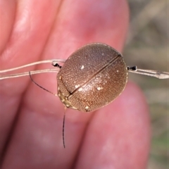 Paropsis aegrota (Eucalyptus Tortoise Beetle) at Molonglo Valley, ACT - 31 Dec 2022 by CathB