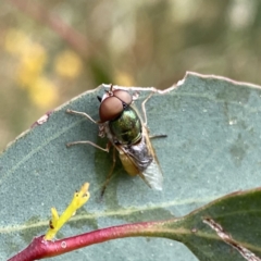 Odontomyia decipiens (Green Soldier Fly) at Googong, NSW - 1 Jan 2023 by Wandiyali